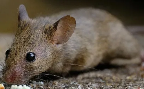 House mouse